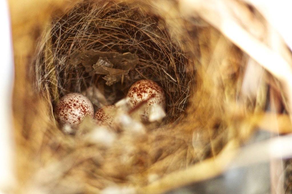 Carolina wren nest by pepperberryfarm is licensed under CC BY-NC-ND 2.0